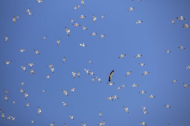 O que há por trás do termo natureza positiva na Cúpula de Biodiversidade, COP15?